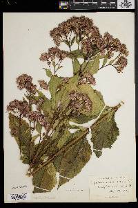 Eupatorium dubium image