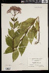 Eupatorium dubium image