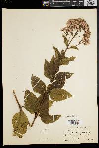 Eupatorium dubium image