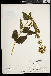 Eupatorium dubium image