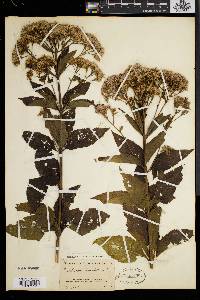 Eupatorium dubium image