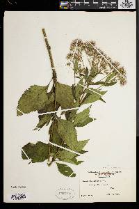 Eupatorium dubium image