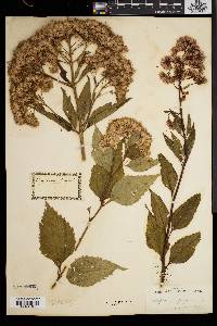 Eupatorium dubium image