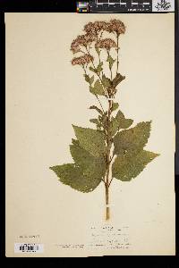 Eupatorium dubium image