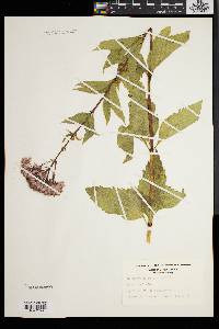 Eupatorium dubium image