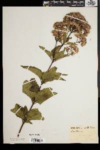 Eupatorium dubium image