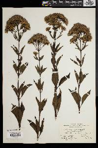 Eupatorium dubium image