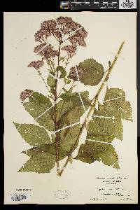 Eupatorium dubium image