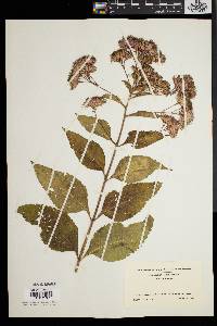 Eupatorium dubium image