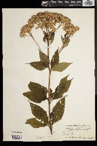 Eupatorium dubium image