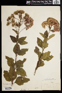 Eupatorium dubium image