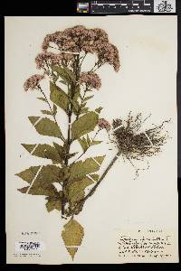 Eupatorium dubium image