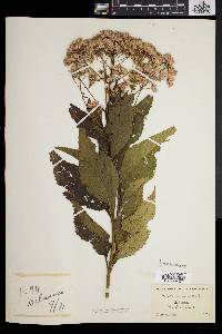 Eupatorium dubium image