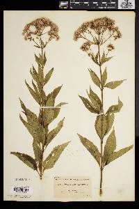 Eupatorium dubium image