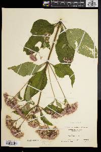 Eupatorium dubium image