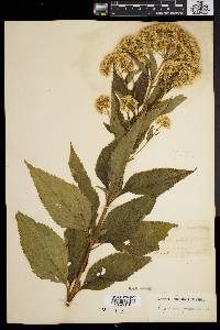 Eupatorium dubium image