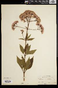 Eupatorium dubium image