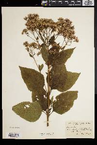 Eupatorium dubium image