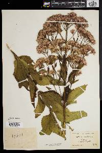 Eupatorium dubium image