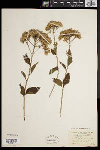 Eupatorium dubium image