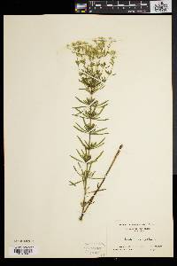 Eupatorium hyssopifolium image