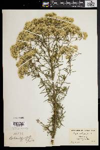 Eupatorium hyssopifolium image