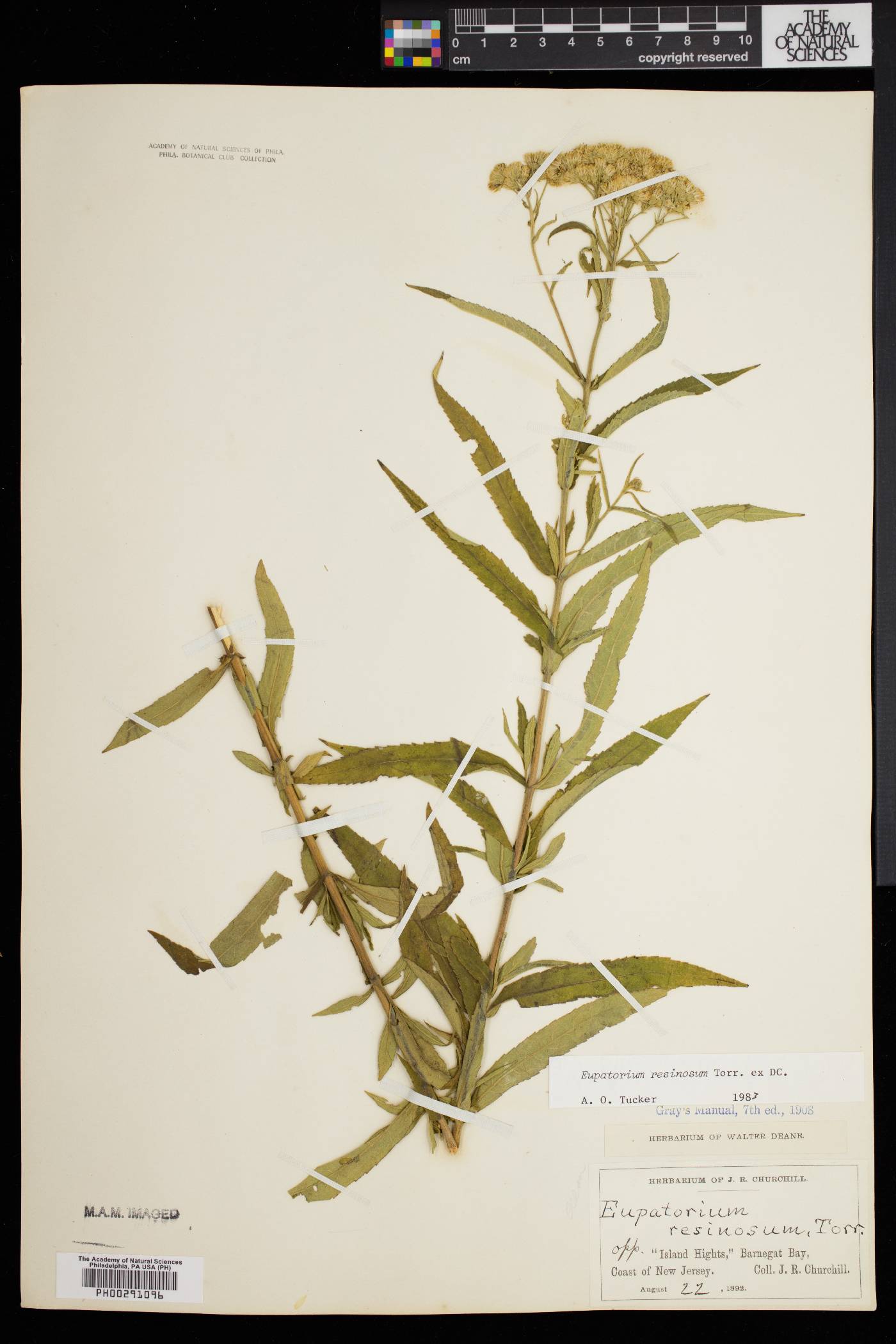 Eupatorium resinosum image