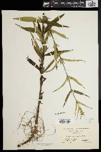 Eupatorium resinosum image