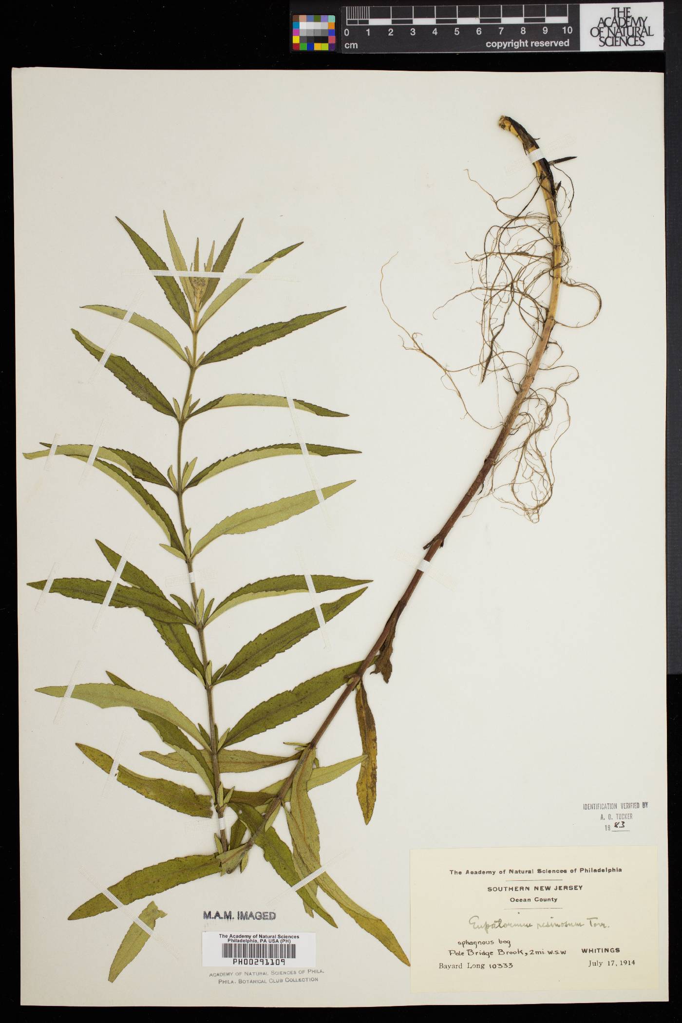 Eupatorium resinosum image