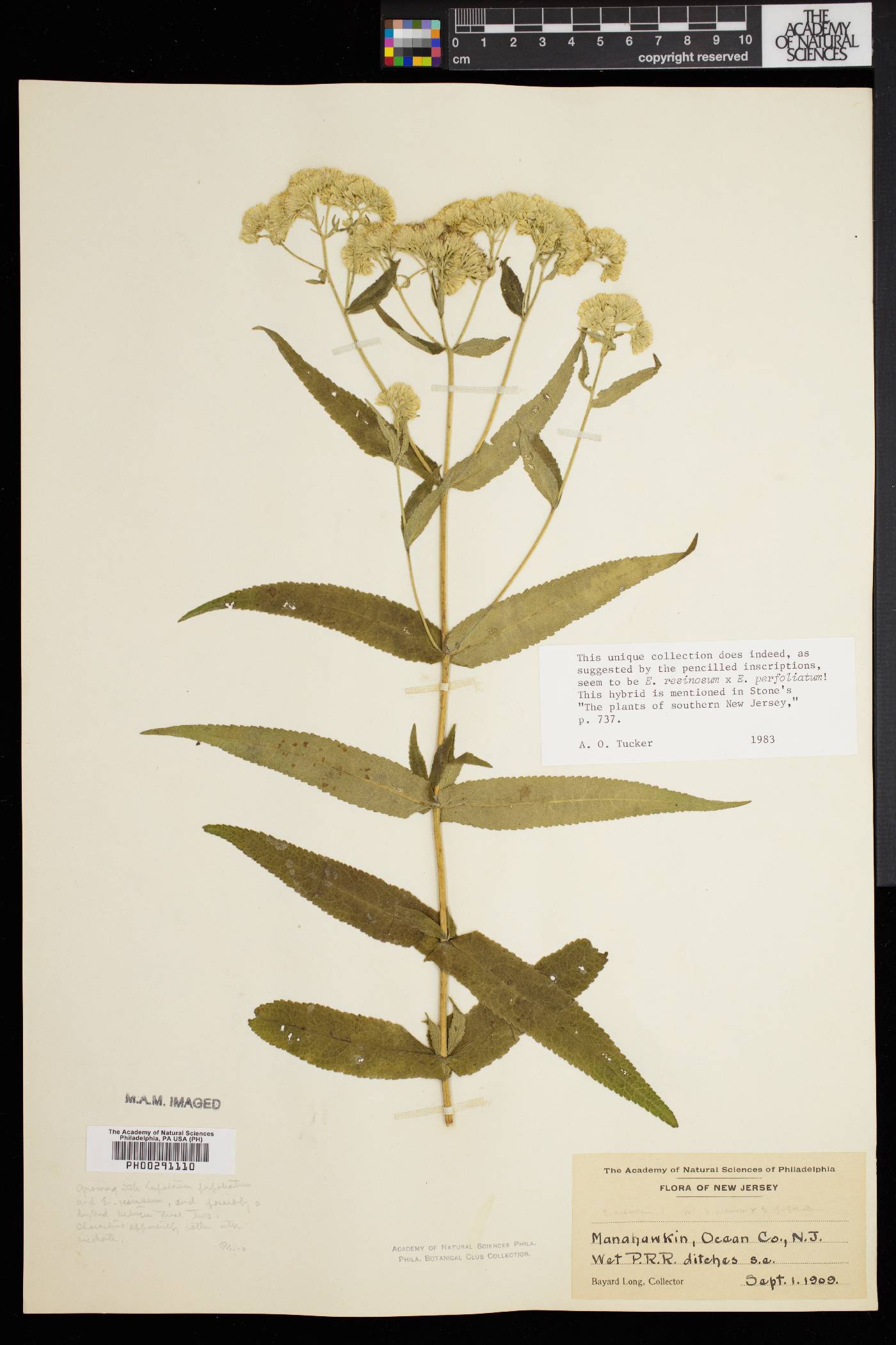 Eupatorium resinosum image