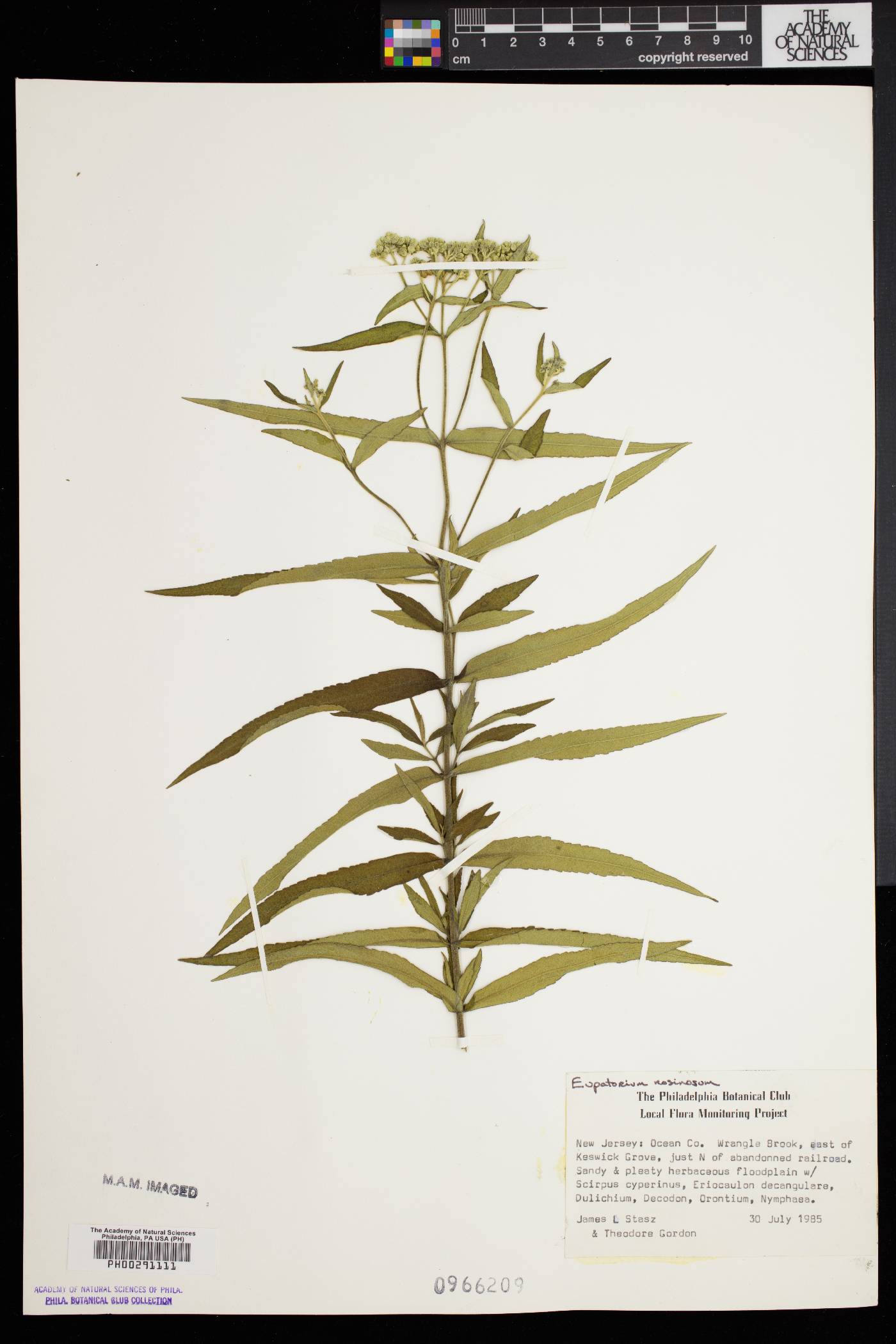Eupatorium resinosum image