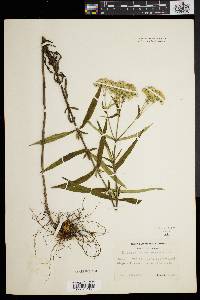 Eupatorium resinosum image