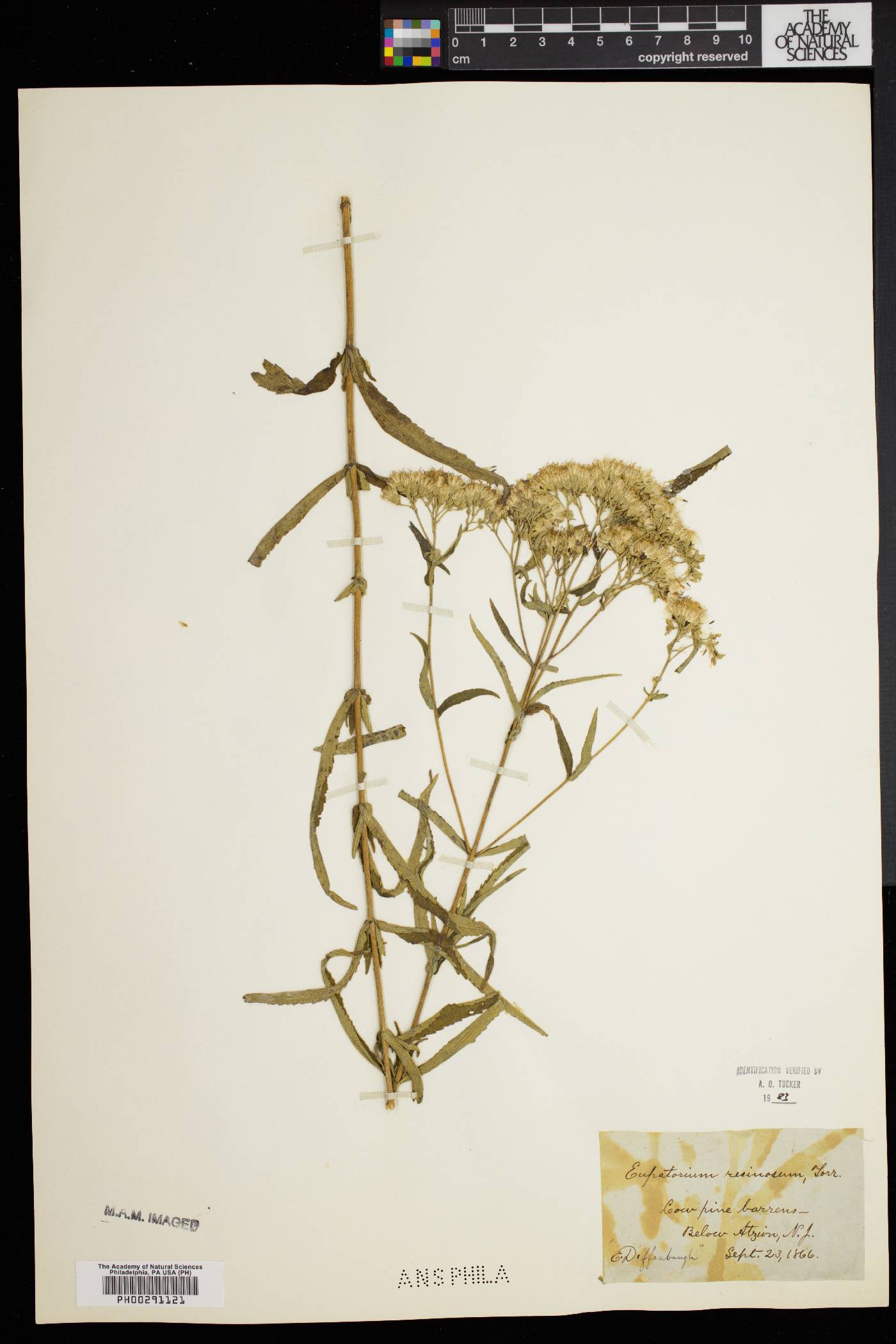 Eupatorium resinosum image