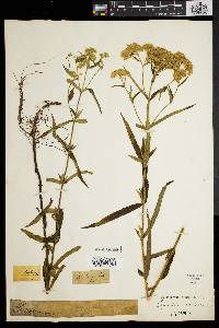 Eupatorium resinosum image