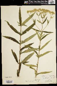 Eupatorium resinosum image