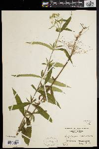 Eupatorium resinosum image