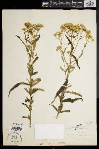 Eupatorium resinosum image