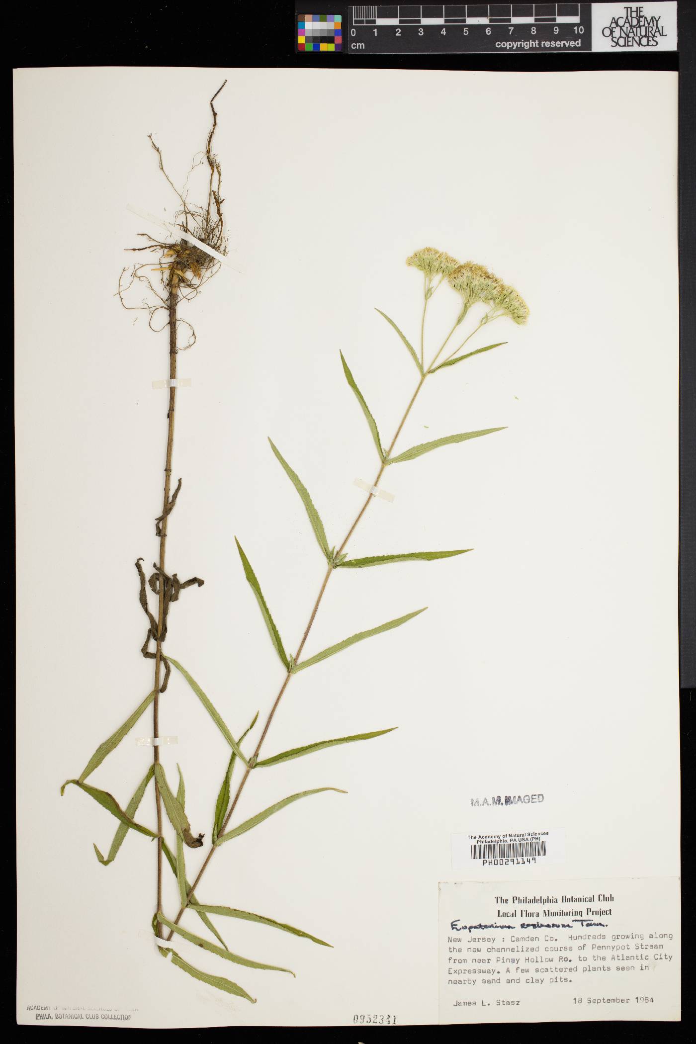 Eupatorium resinosum image