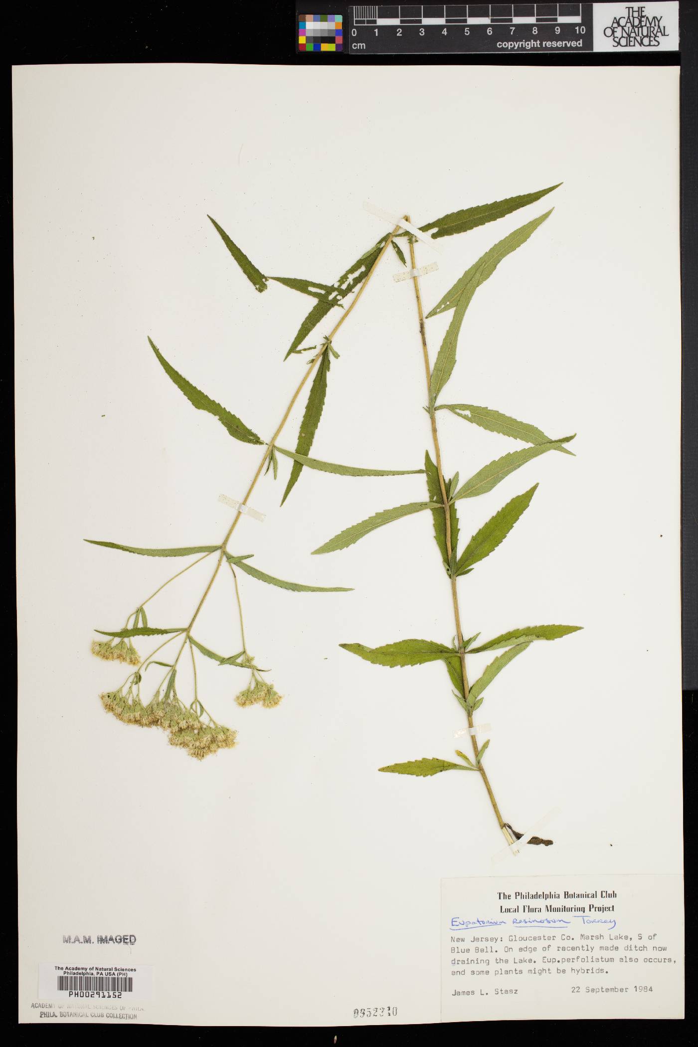 Eupatorium resinosum image