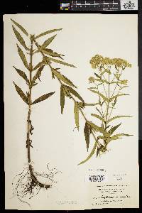 Eupatorium resinosum image