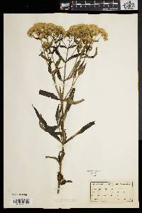 Eupatorium resinosum image