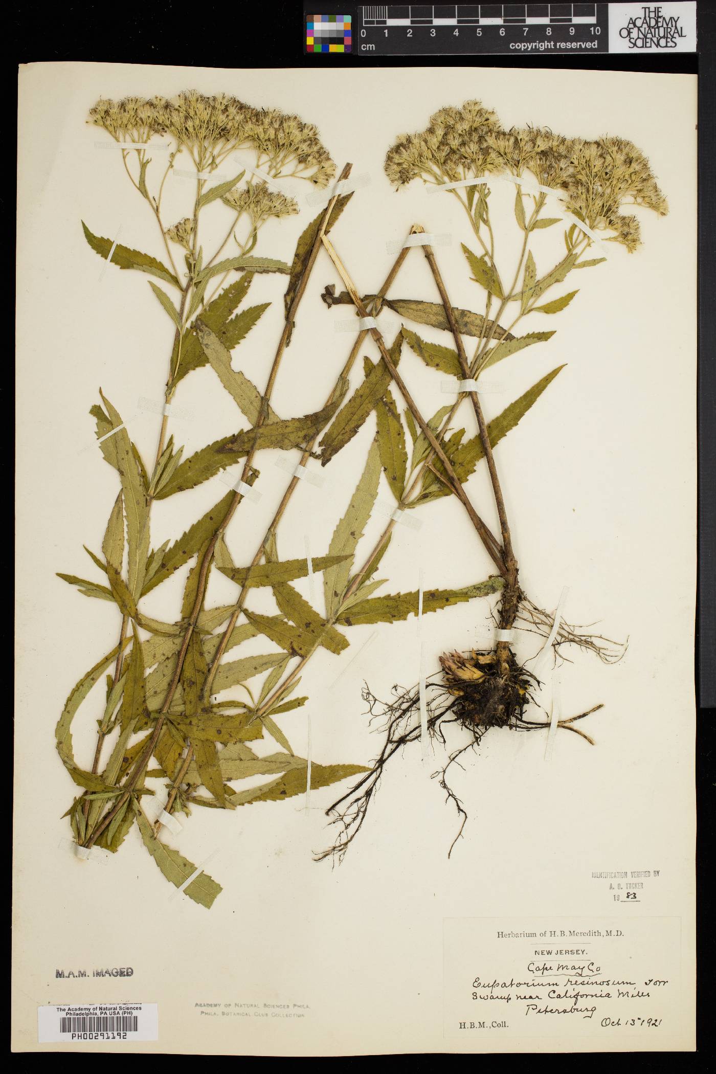 Eupatorium resinosum image