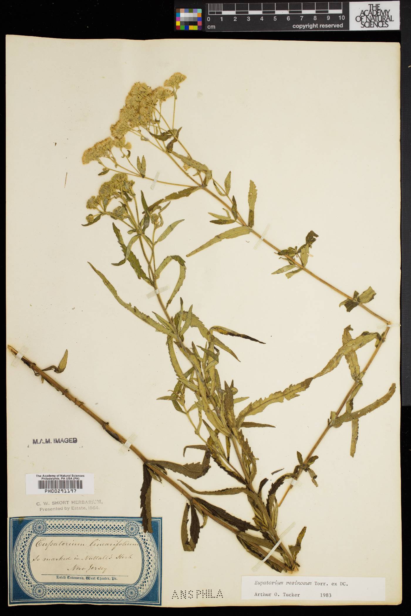 Eupatorium resinosum image