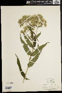 Eupatorium sessilifolium image