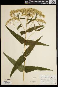 Eupatorium sessilifolium image