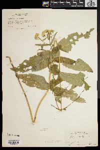 Eupatorium sessilifolium image