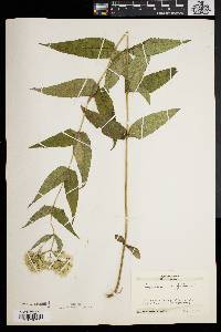 Eupatorium sessilifolium image