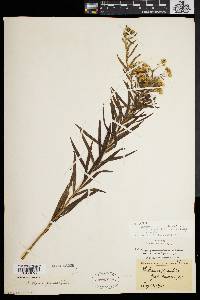 Euthamia graminifolia var. nuttallii image