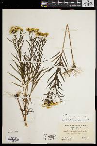 Euthamia graminifolia var. nuttallii image