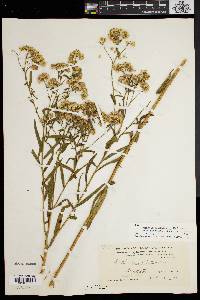 Euthamia graminifolia var. nuttallii image